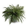 Lady Athyrium Fern 24"H Two-tone green / Green Porcelain