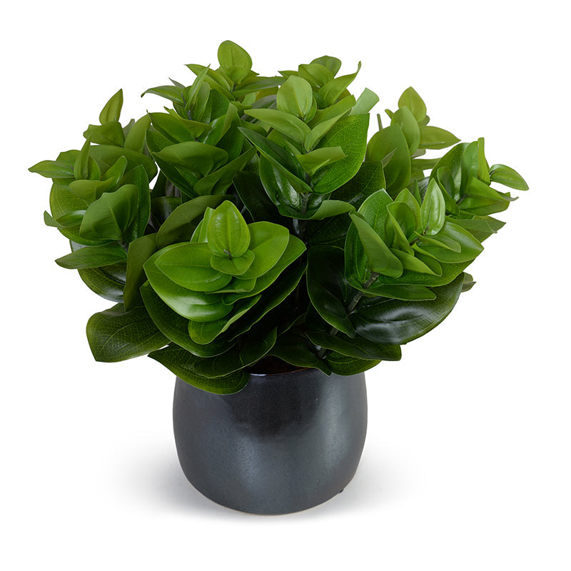 Peperomia Plant Metallic Black Porcelain