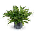 Aglaonema Plant Metallic Black Porcelain