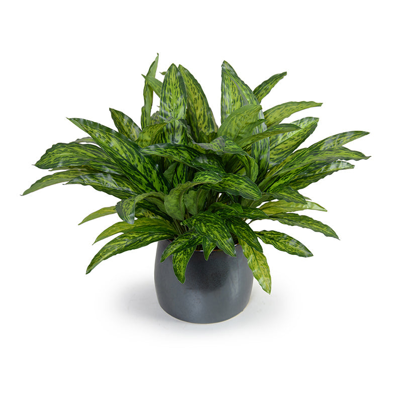 Aglaonema Plant Metallic Black Porcelain