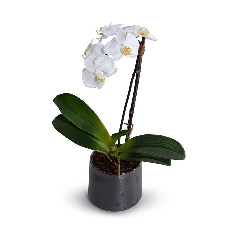 Phalaenopsis Orchid x1 in Porcelain Vase 18"H White / Metalilc Black