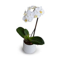 Phalaenopsis Orchid x1 in Porcelain Vase 18"H White / White