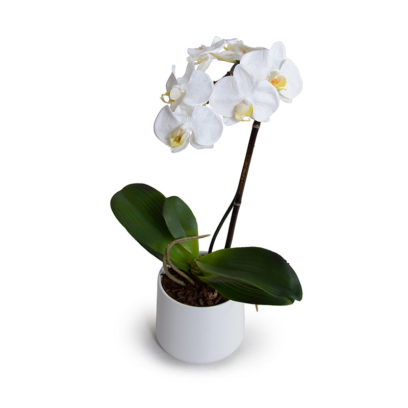Phalaenopsis Orchid x1 in Porcelain Vase 18"H White / White