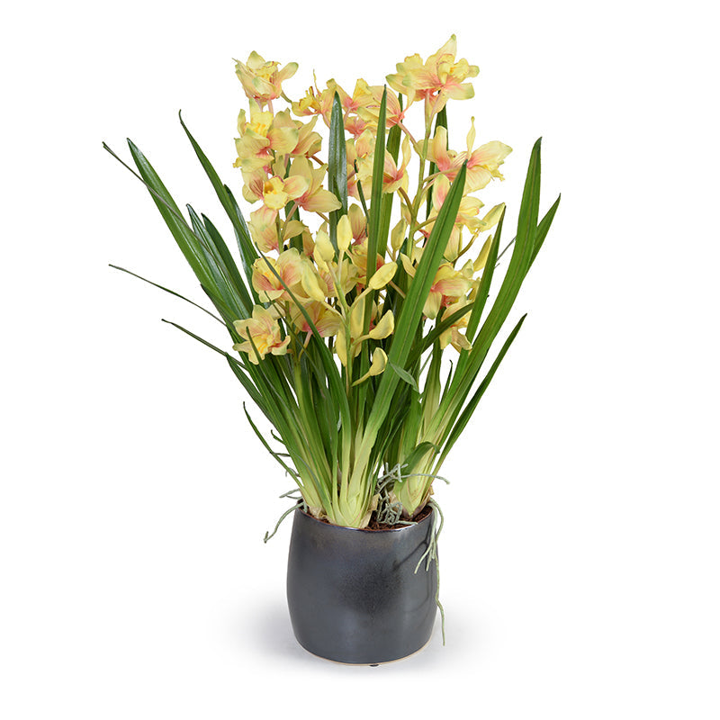 Cymbidium Orchids in Porcelain Vase 35"H Metallic Black Porcelain