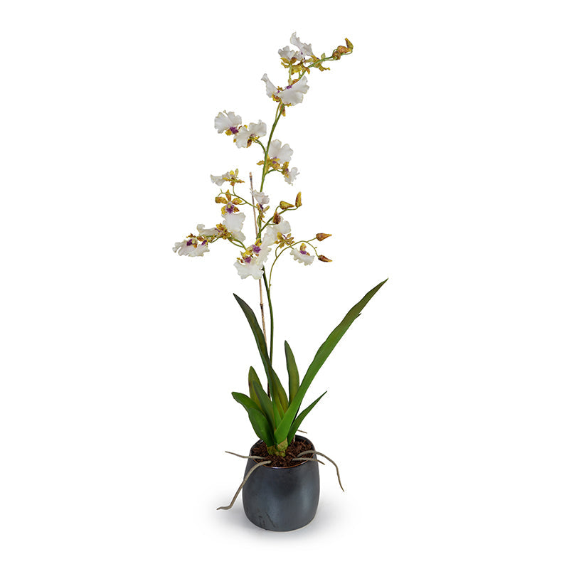 Oncidium Orchids, Hybrid in Porcelain Vase Metallic Black Porcelain