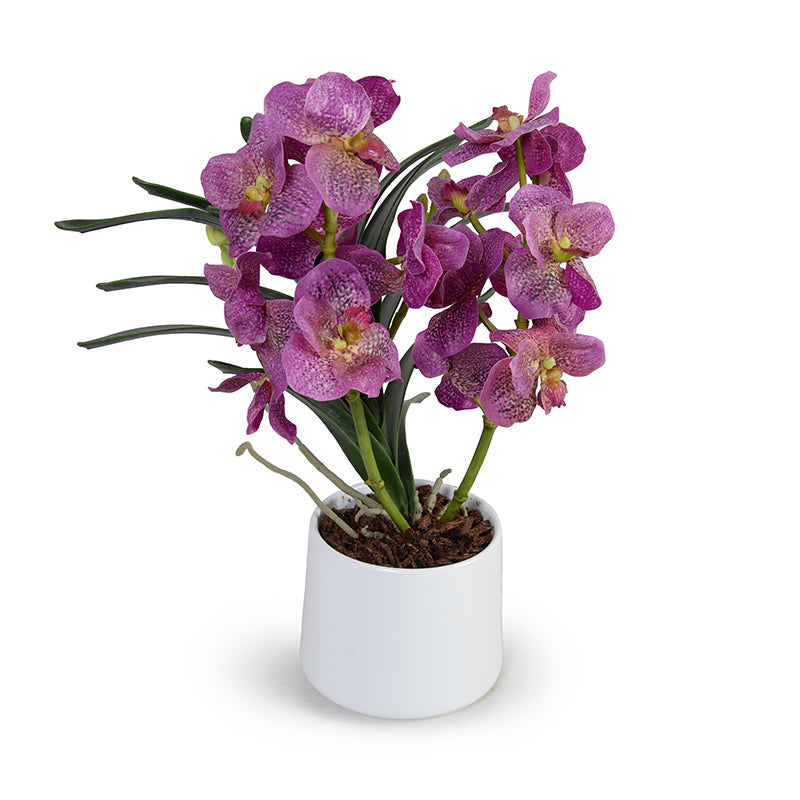 Vanda Orchids in Porcelain 17"H Fuchsia / White Porcelain