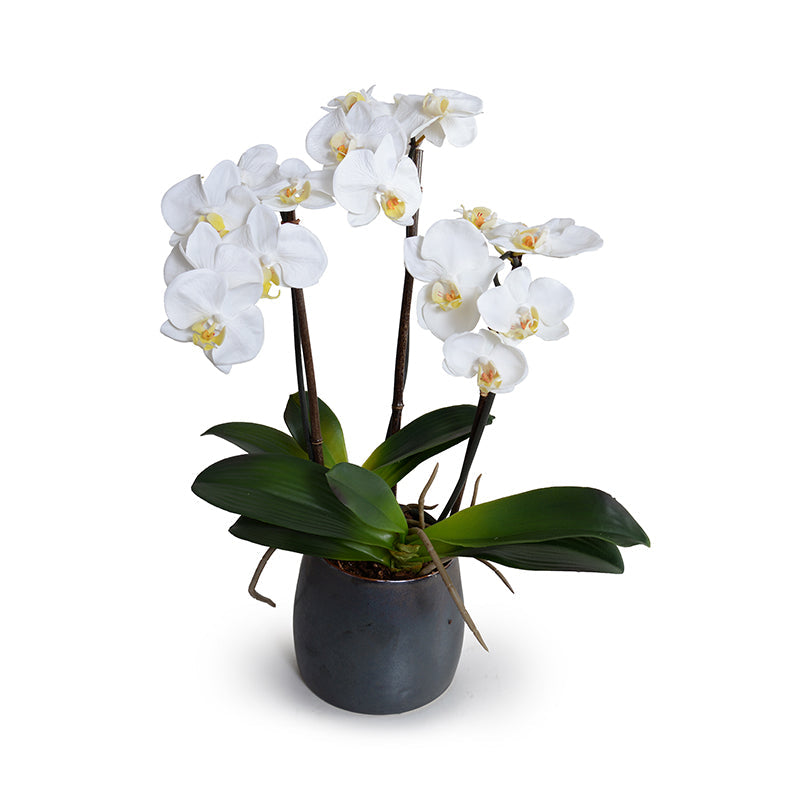 Phalaenopsis Orchid x3 in Porcelain, 20"H Metallic Black Porcelain