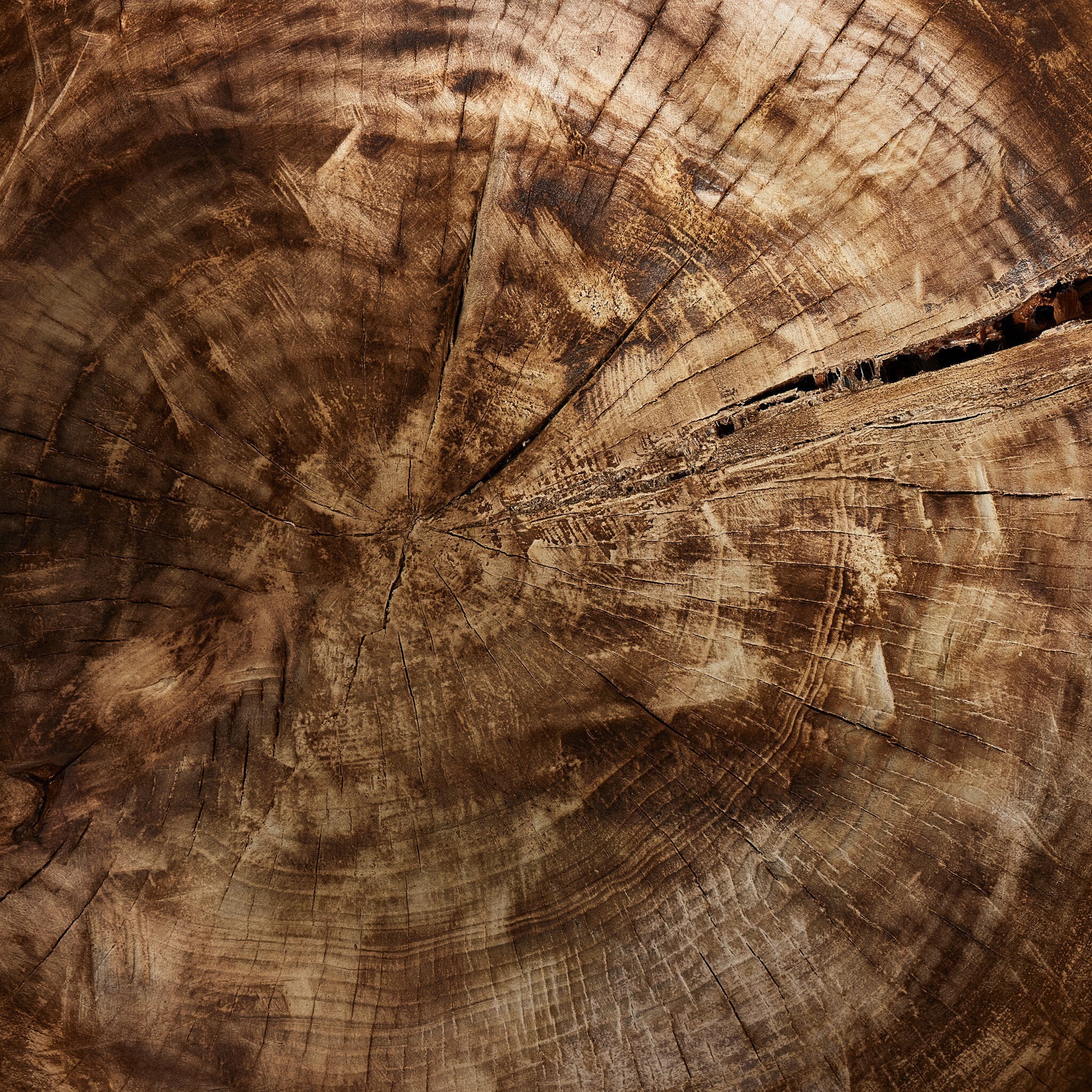 Tazia Bowl - Burnt Reclaimed