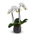 Phalaenopsis Orchid x2 (mini-flowers) 22"H Metallic Black Porcelain