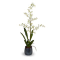 Brassia (Spider) Orchids Single / Metallic Black Porcelain