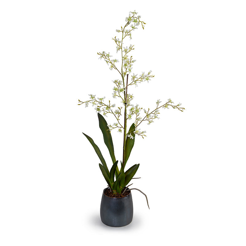 Brassia (Spider) Orchids Single / Metallic Black Porcelain