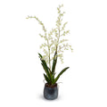 Brassia (Spider) Orchids Double / Metallic Black Porcelain