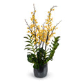 Aranda Orchids in Porcelain Yellow / 44"
