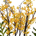 Aranda Orchids in Porcelain Yellow / 52"