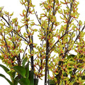Aranda Orchids in Porcelain Green / 44"