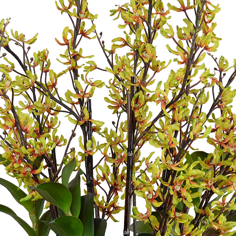 Aranda Orchids in Porcelain Green / 44"