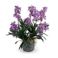 Vanda Orchid Plant Metallic Black Porcelain