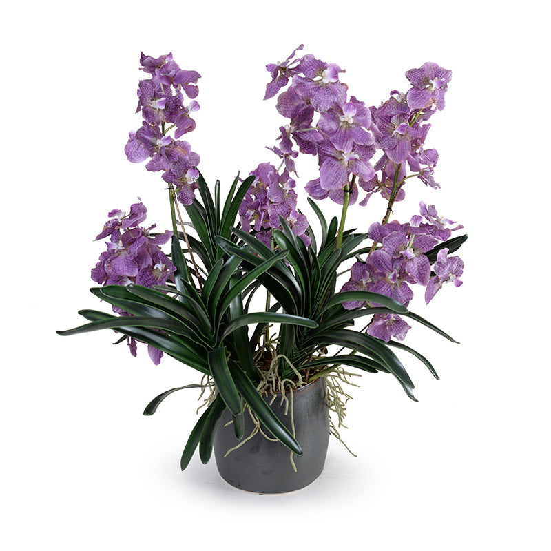 Vanda Orchid Plant Metallic Black Porcelain