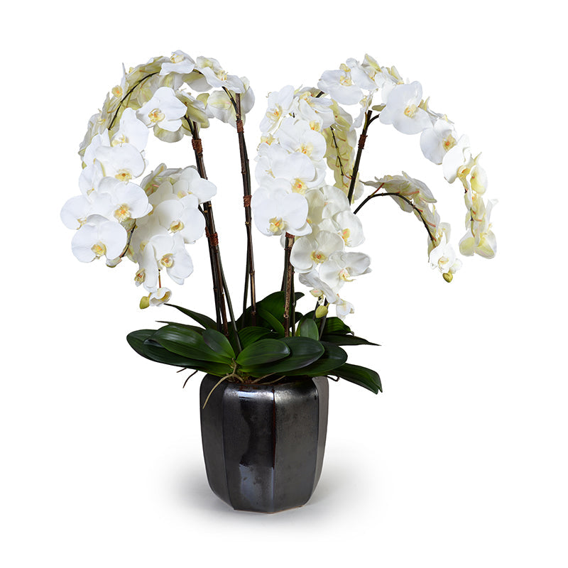 Phalaenopsis Orchid x12 in Porcelain 40"H Metallic Black Porcelain