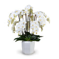 Phalaenopsis Orchid x12 in Porcelain 40"H White Porcelain