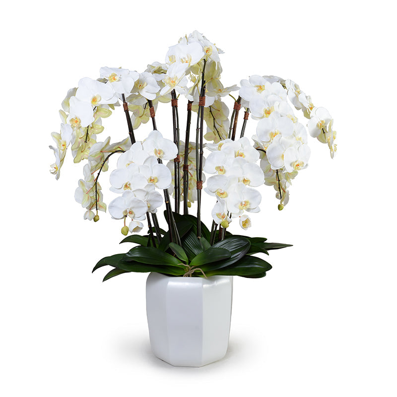 Phalaenopsis Orchid x12 in Porcelain 40"H White Porcelain