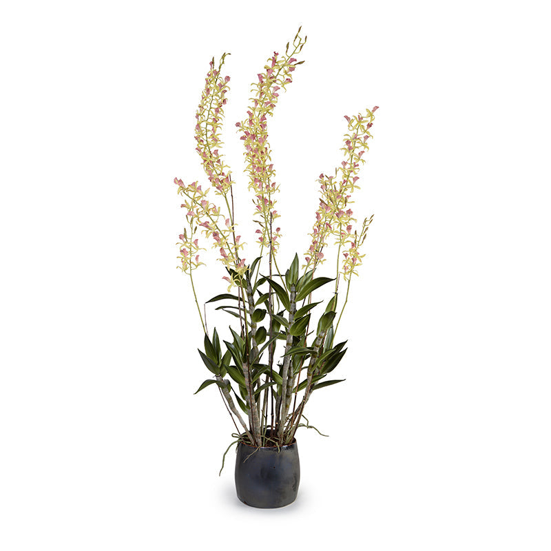 Cattleya Orchid in Porcelain 62"H Metallic Black Porcelain