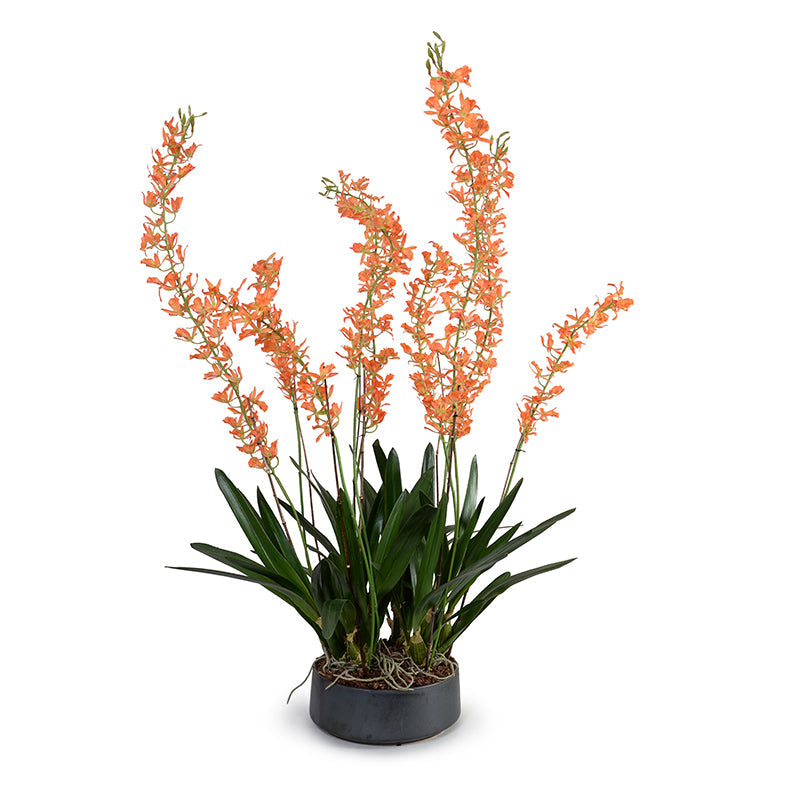 Spider Cattleya Orchid in Porcelain 54"H Metallic Black Porcelain