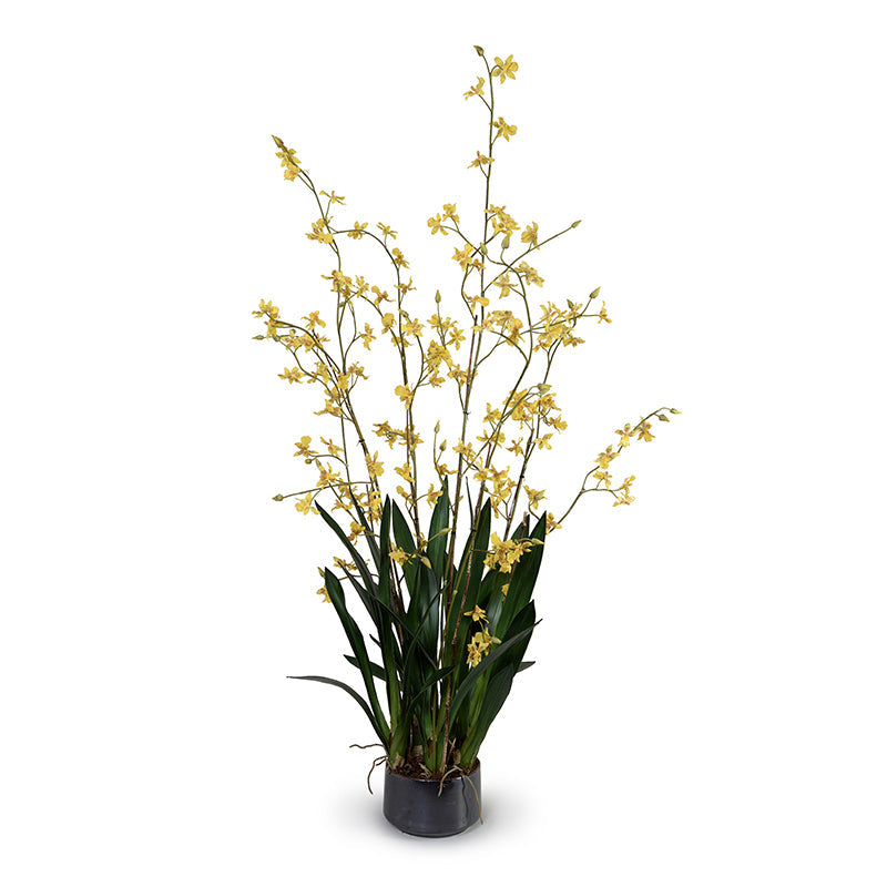 Zygopetalum Orchid in Porcelain 58"H Metallic Black Porcelain
