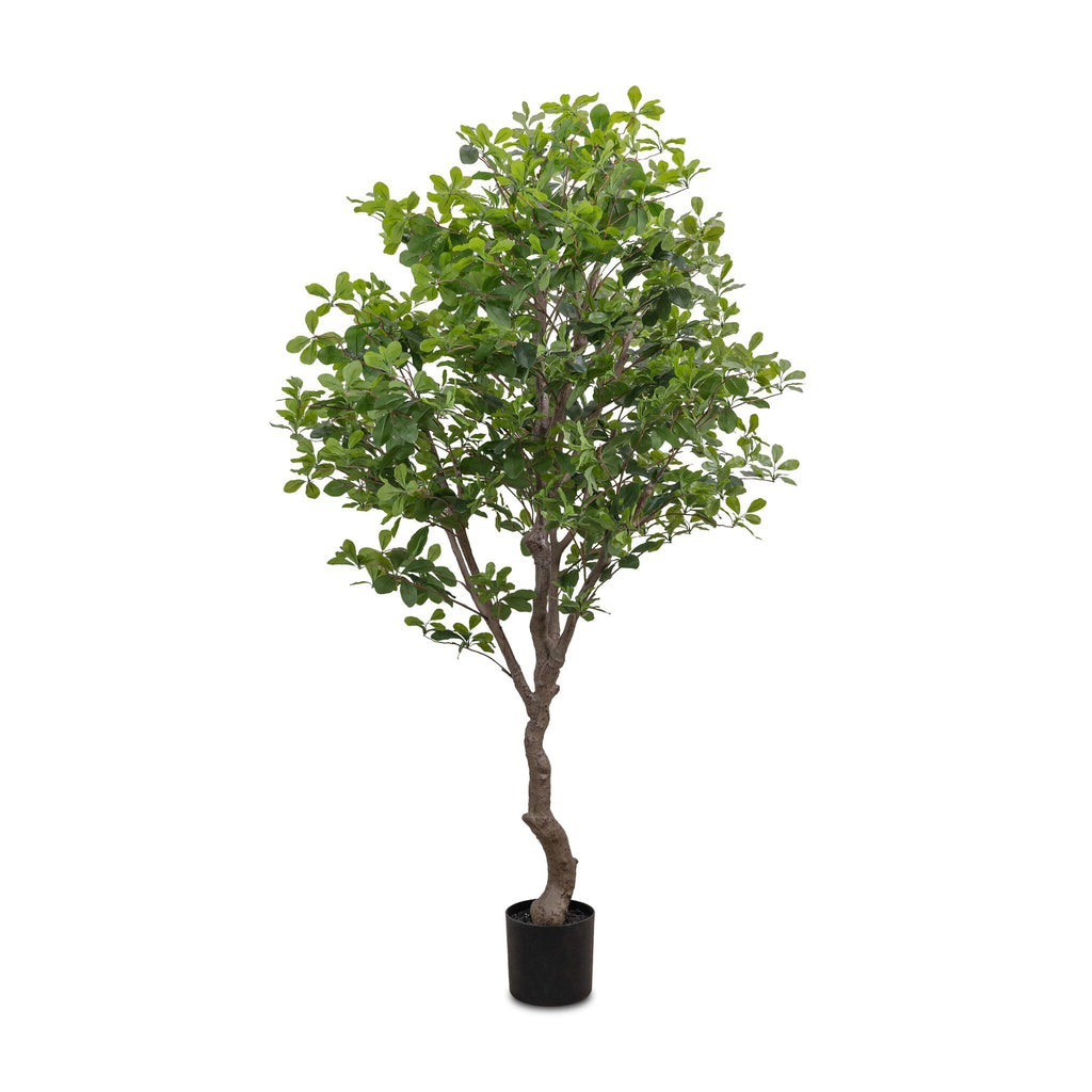 Faux Aralia Tree - Faux Aralia Tree | 6'