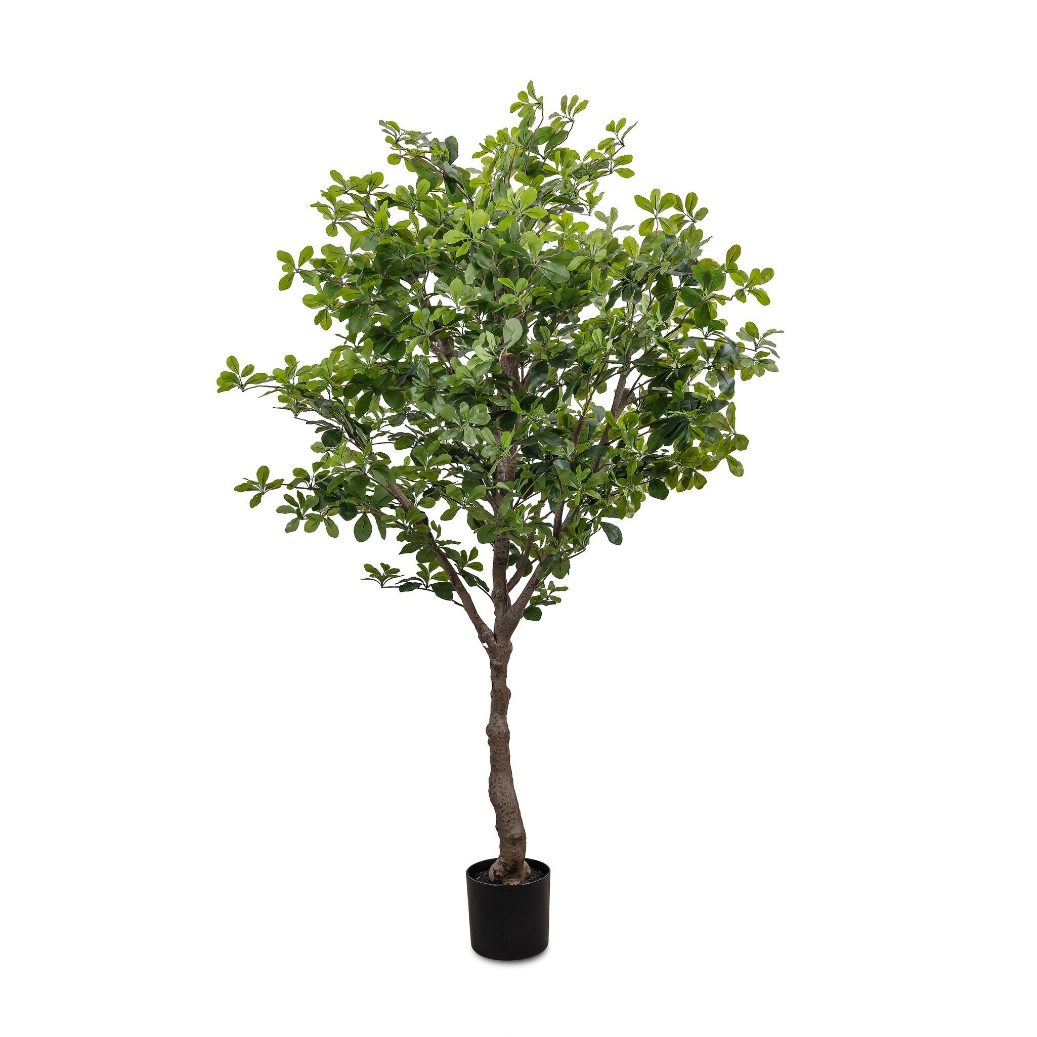 Faux Aralia Tree - Faux Aralia Tree | 6'