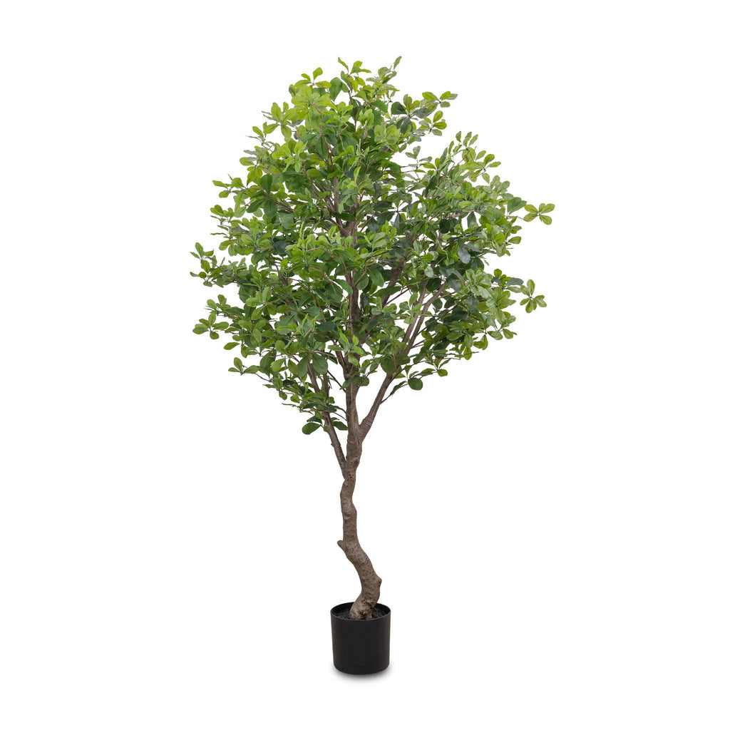 Faux Aralia Tree - Faux Aralia Tree | 6'