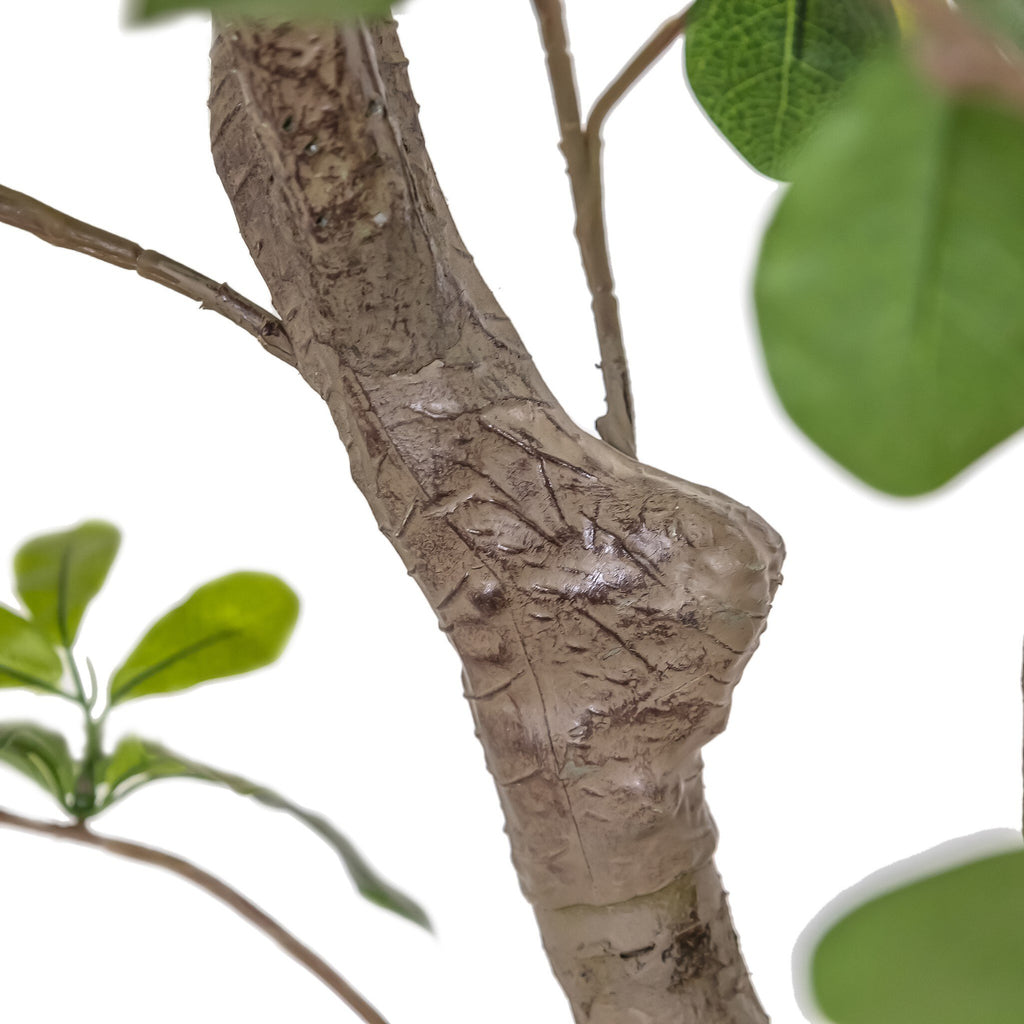 Faux Aralia Tree - Faux Aralia Tree | 8'