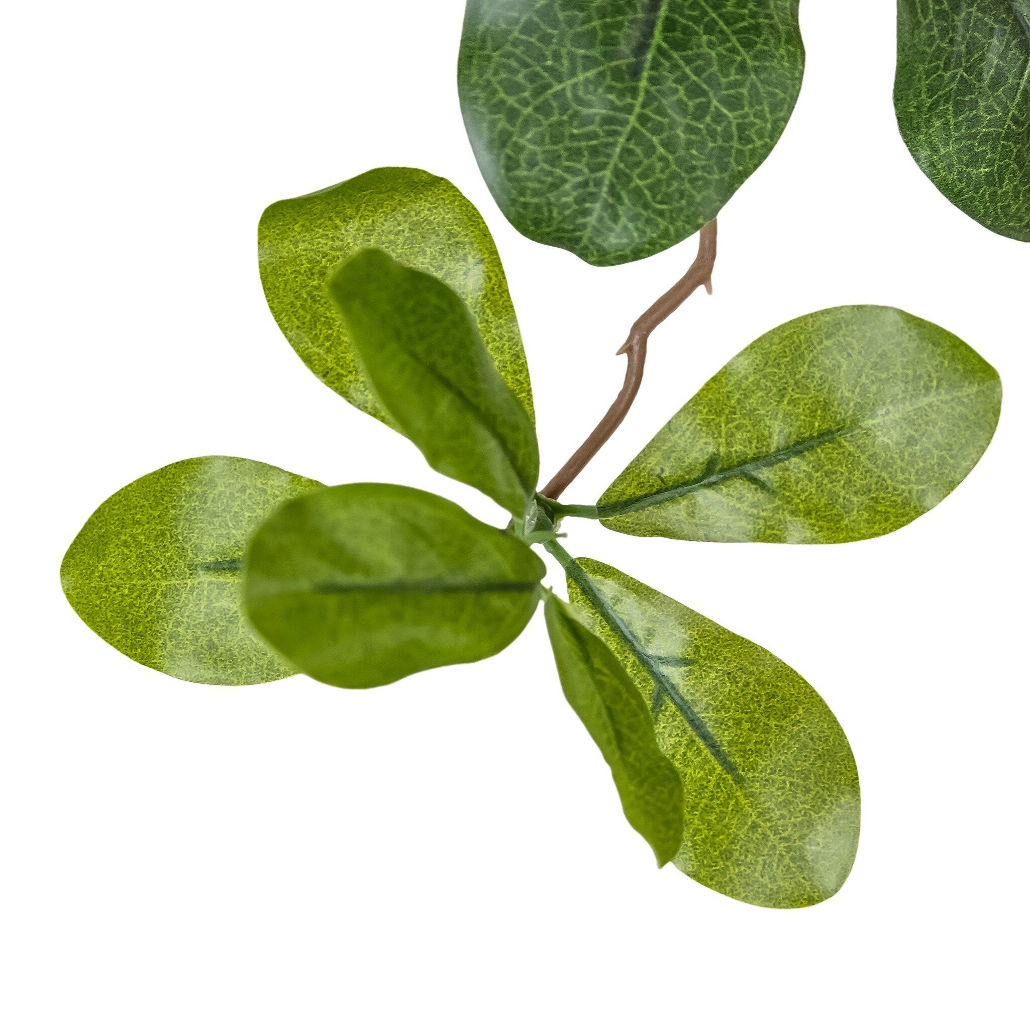 Faux Aralia Tree - Faux Aralia Tree | 8'