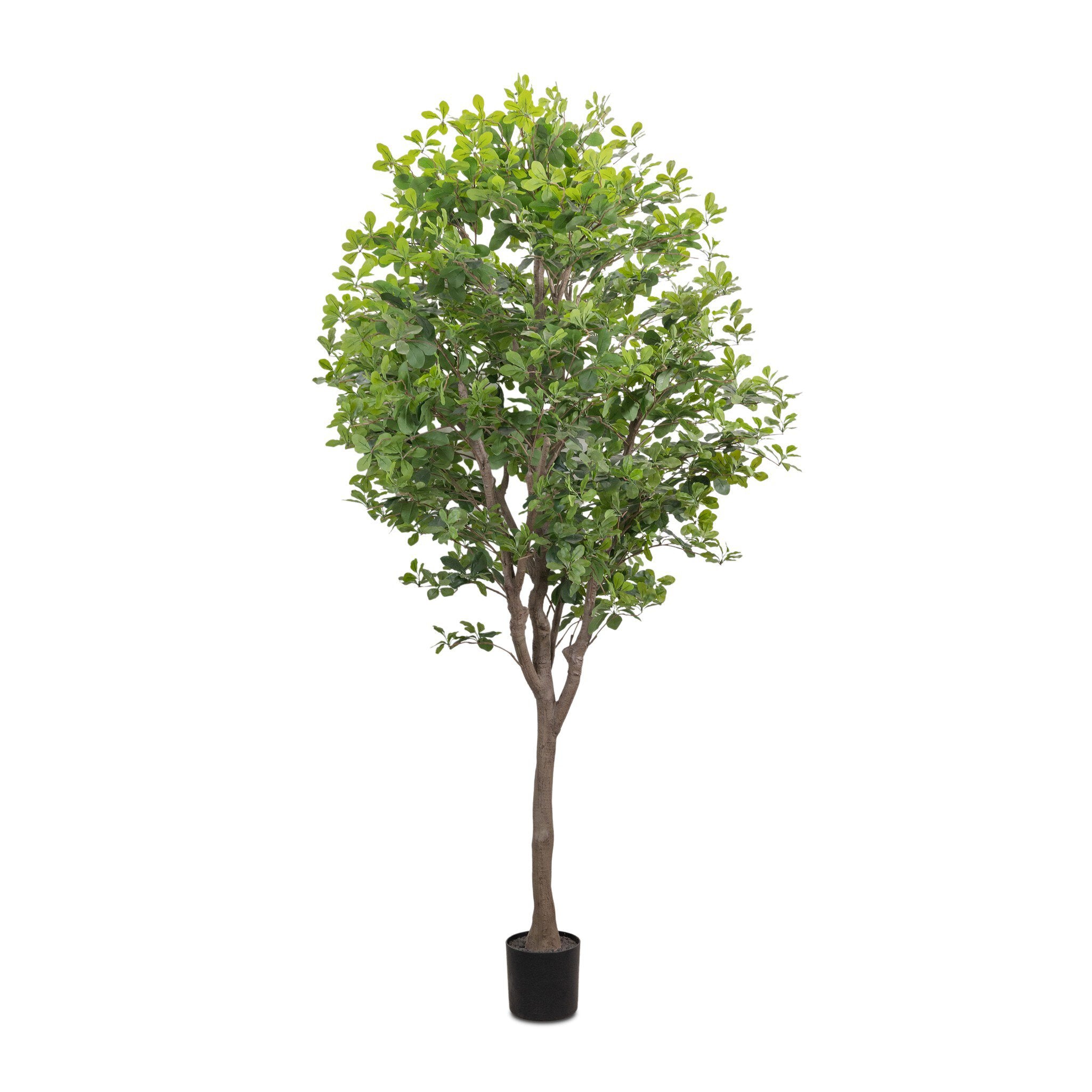 Faux Aralia Tree - Faux Aralia Tree | 8'