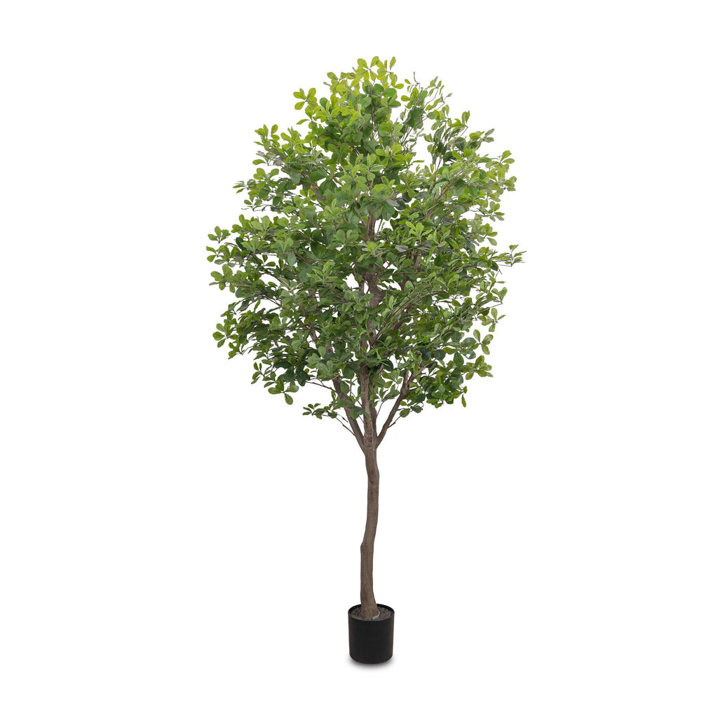 Faux Aralia Tree - Faux Aralia Tree | 8'