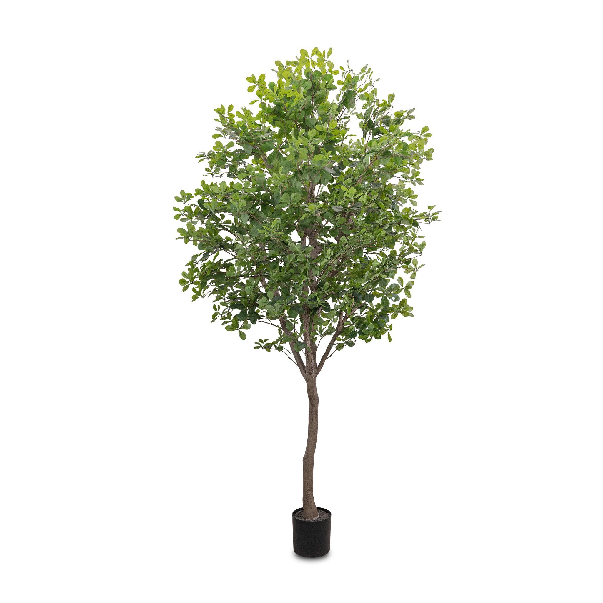 Faux Aralia Tree - Faux Aralia Tree | 8'