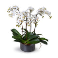 Mini Phalaenopsis Orchid x4 22"H Metallic Black Porcelain