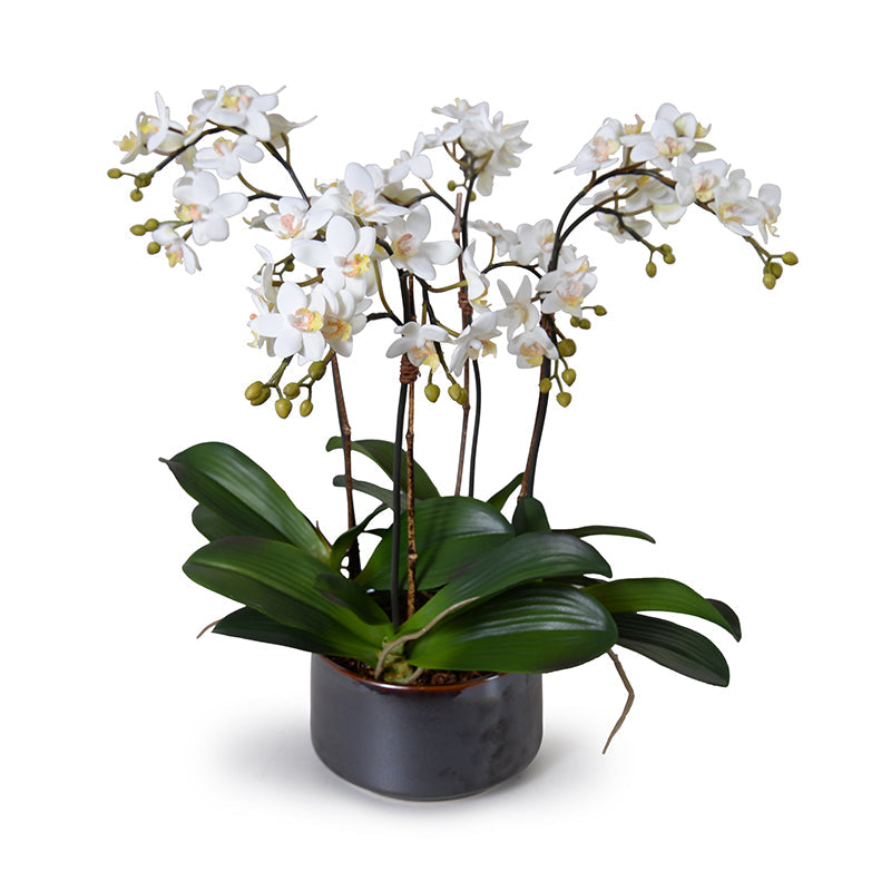 Mini Phalaenopsis Orchid x4 22"H Metallic Black Porcelain