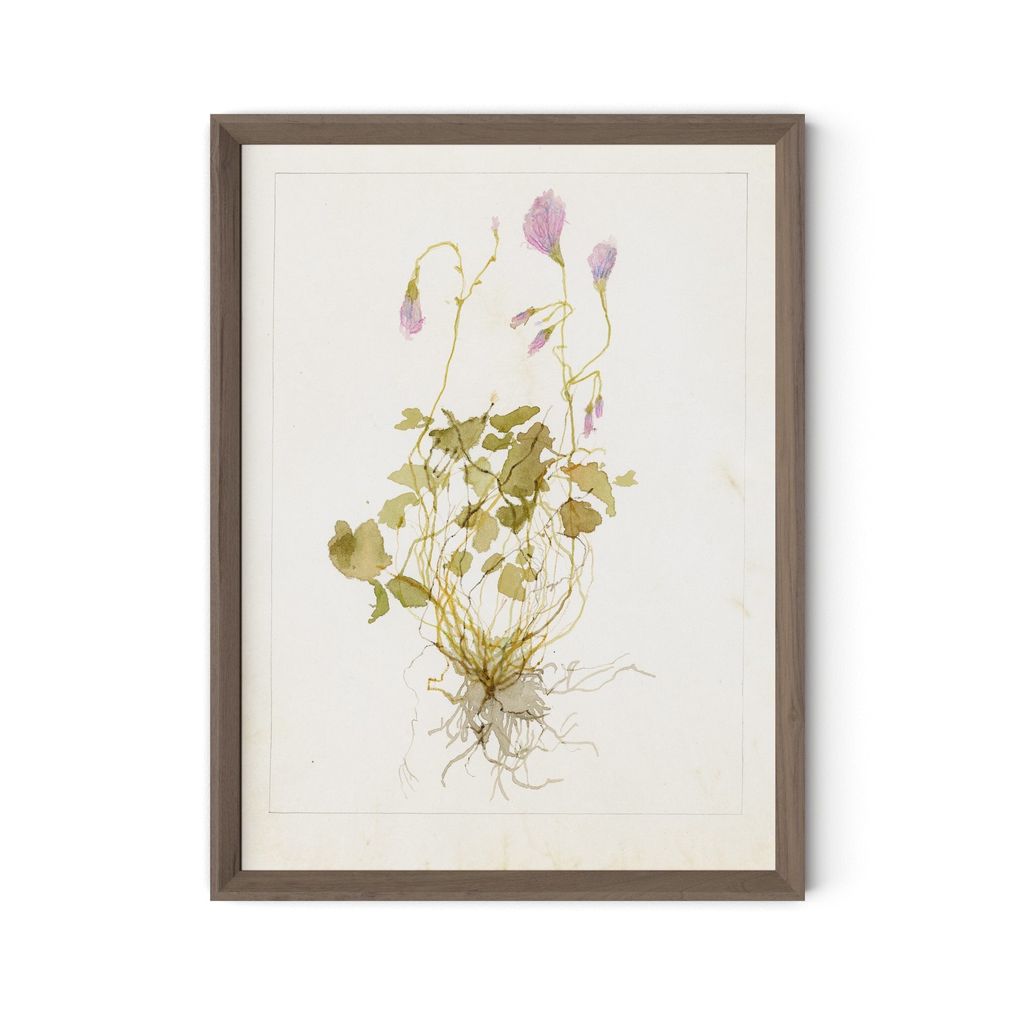 Oxalis Debilis No. 1 by Laurel-Dawn Latshaw - RoofTop 1.5 Rustic Walnut