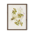 Oxalis Debilis No. 2 by Laurel-Dawn Latshaw - RoofTop 1.5 Rustic Walnut