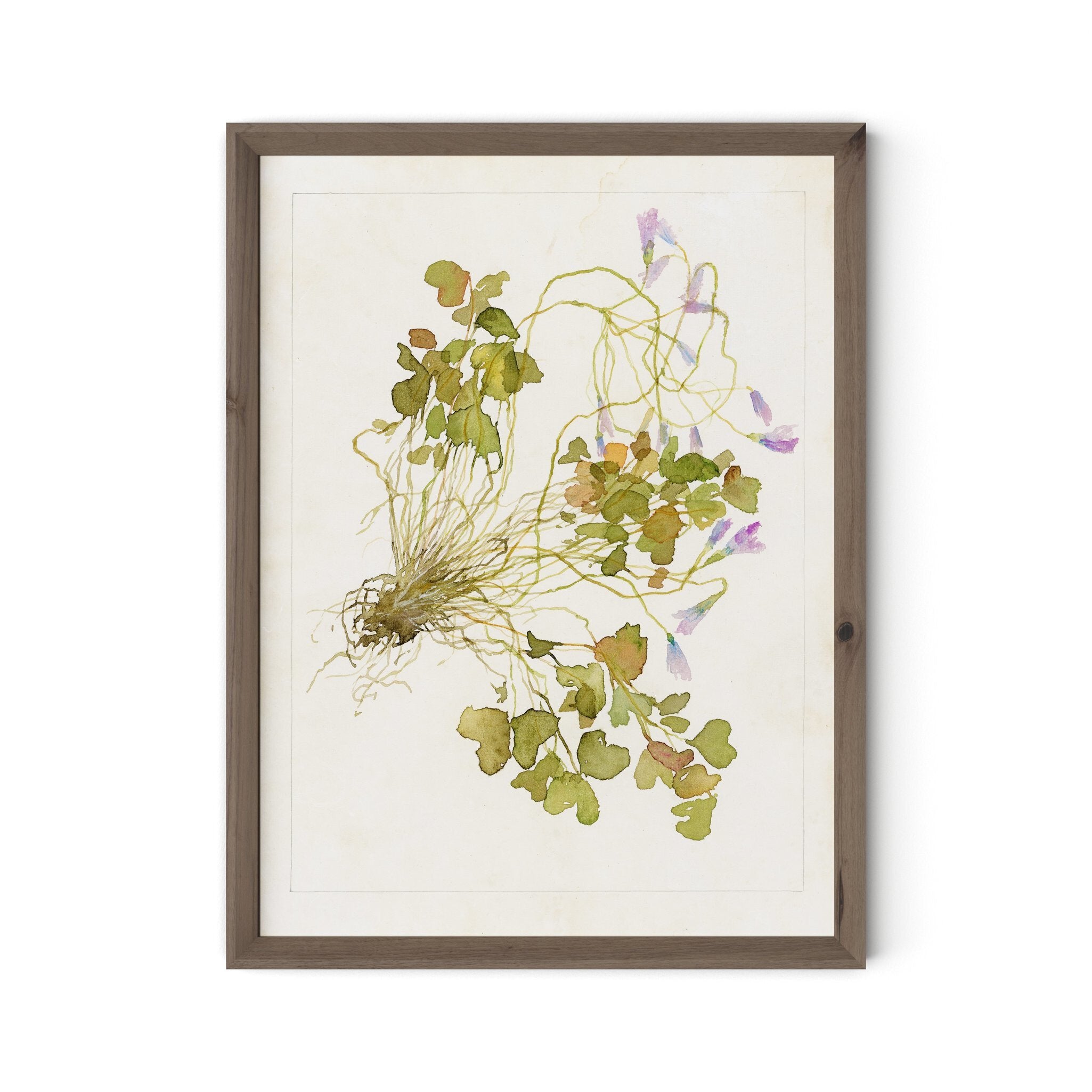 Oxalis Debilis No. 2 by Laurel-Dawn Latshaw - RoofTop 1.5 Rustic Walnut