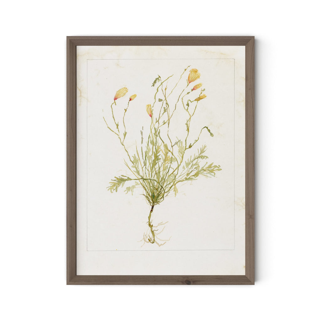Papaveraceae No. 1 by Laurel-Dawn Latshaw - RoofTop 1.5 Rustic Walnut