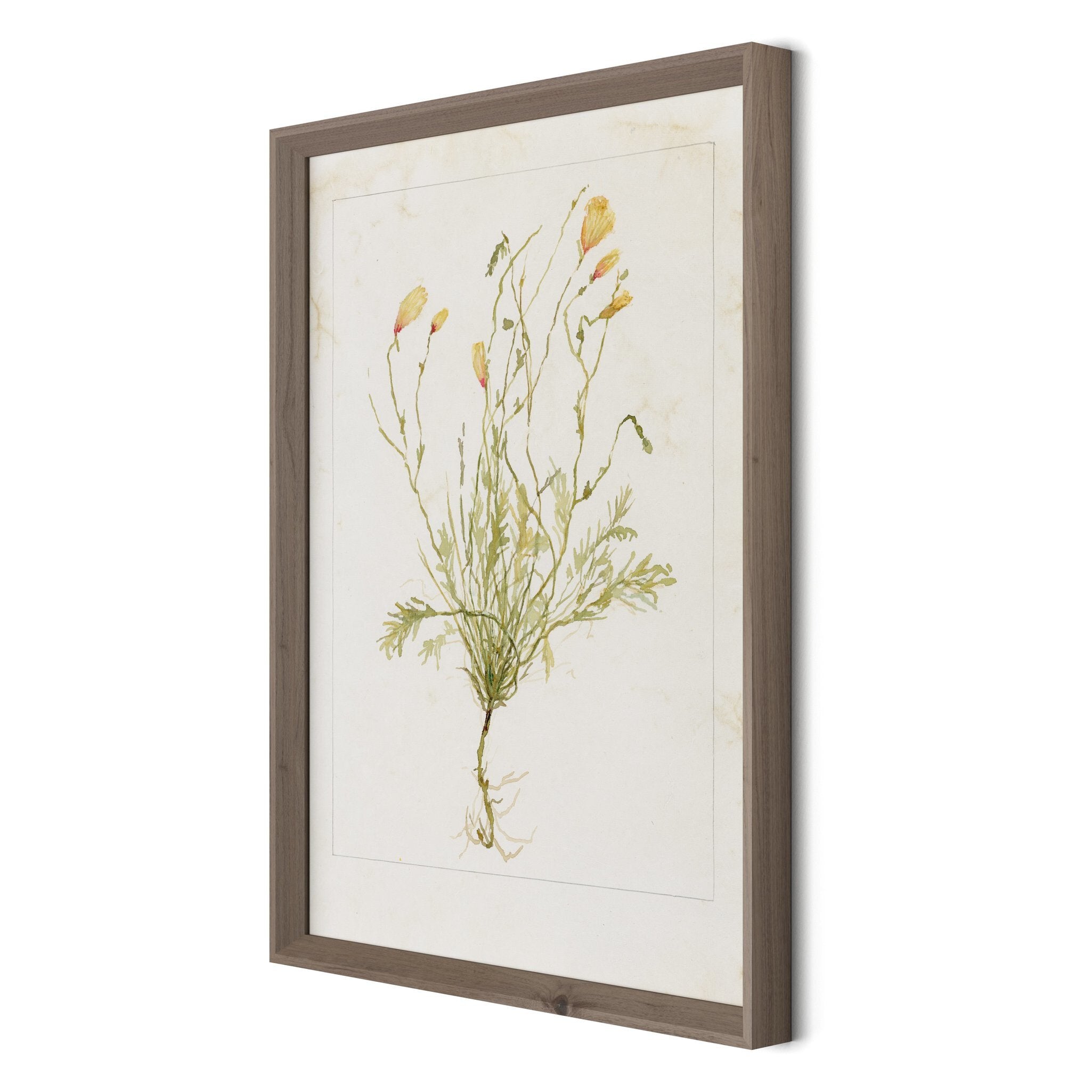 Papaveraceae No. 1 by Laurel-Dawn Latshaw - RoofTop 1.5 Rustic Walnut