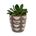 Luna Pot