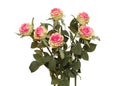 Rose Stem, 25" - Pink-Green