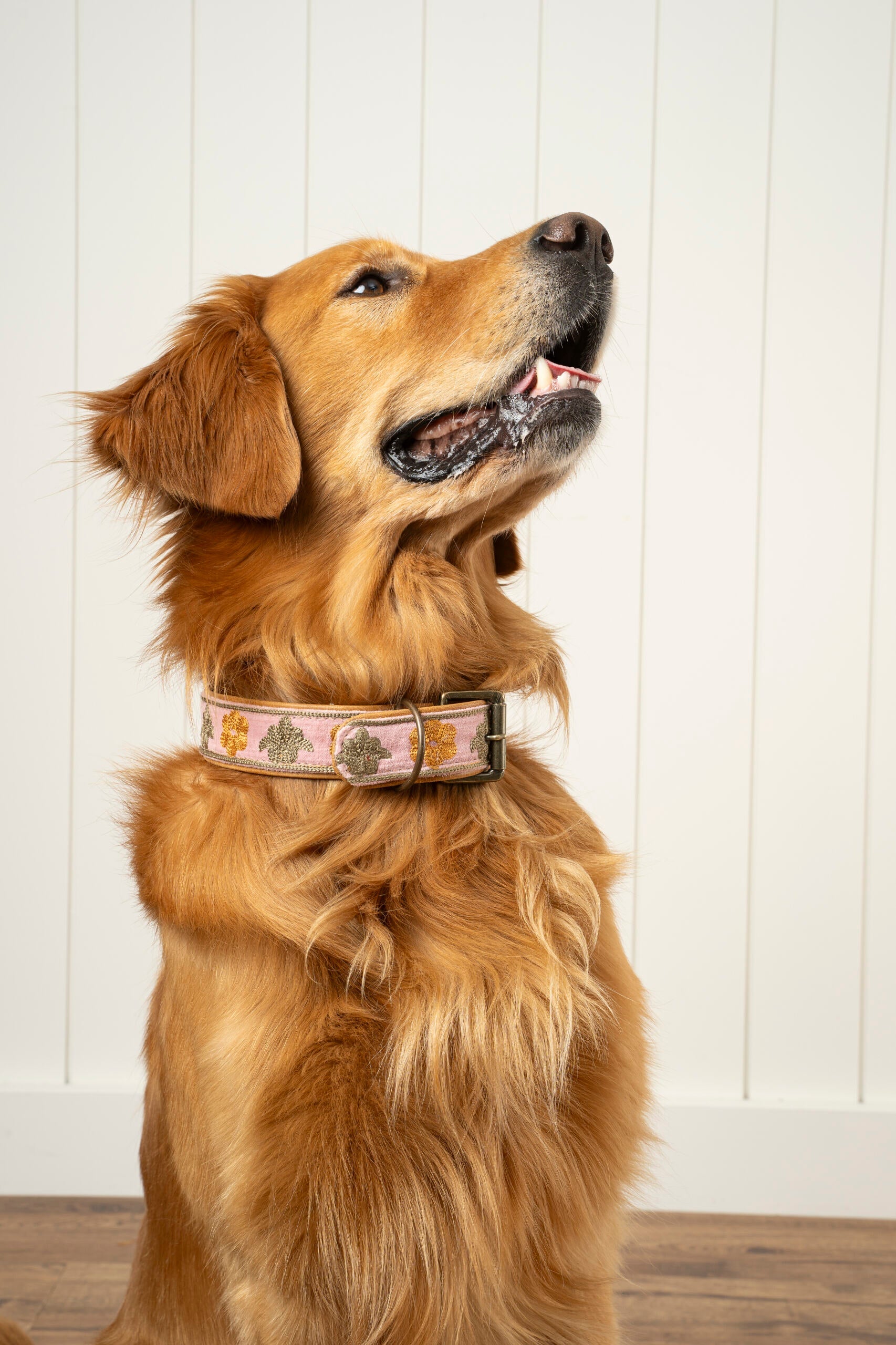 Buddy Embroidered Dog Collar L