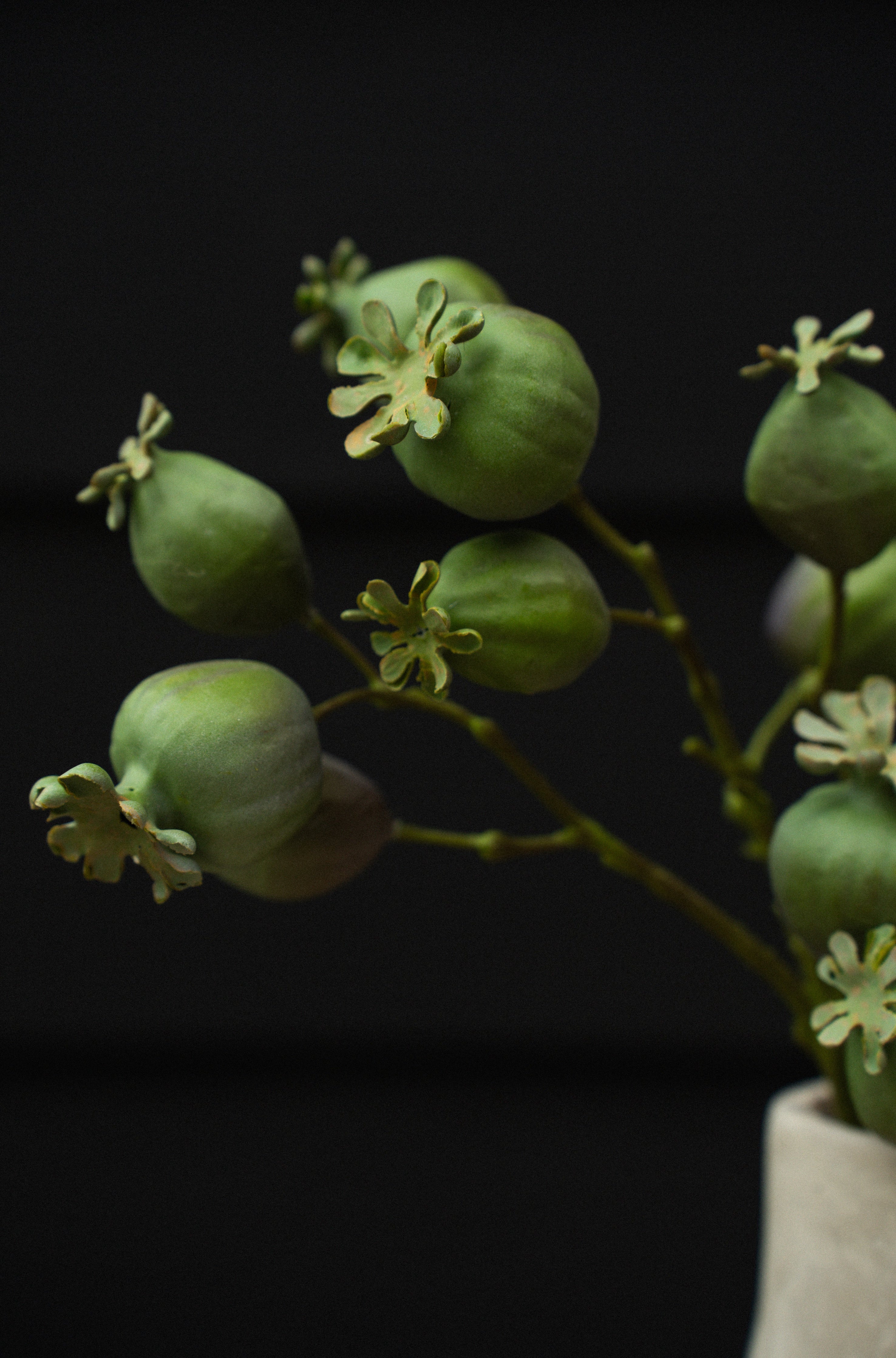 Poppy Pod Branch