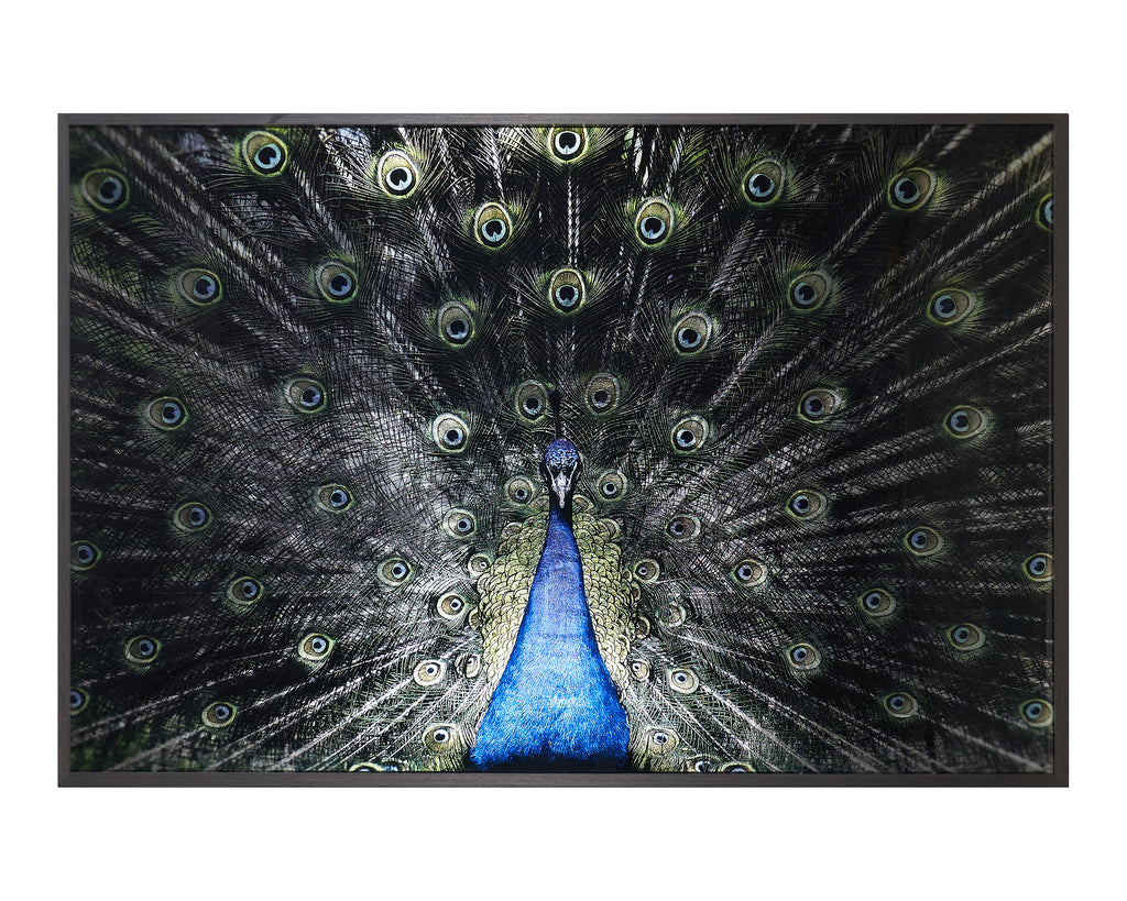 Brilliant Plumage - 72" X 48" - Charcoal Frame