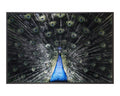 Brilliant Plumage - 72" X 48" - Charcoal Frame
