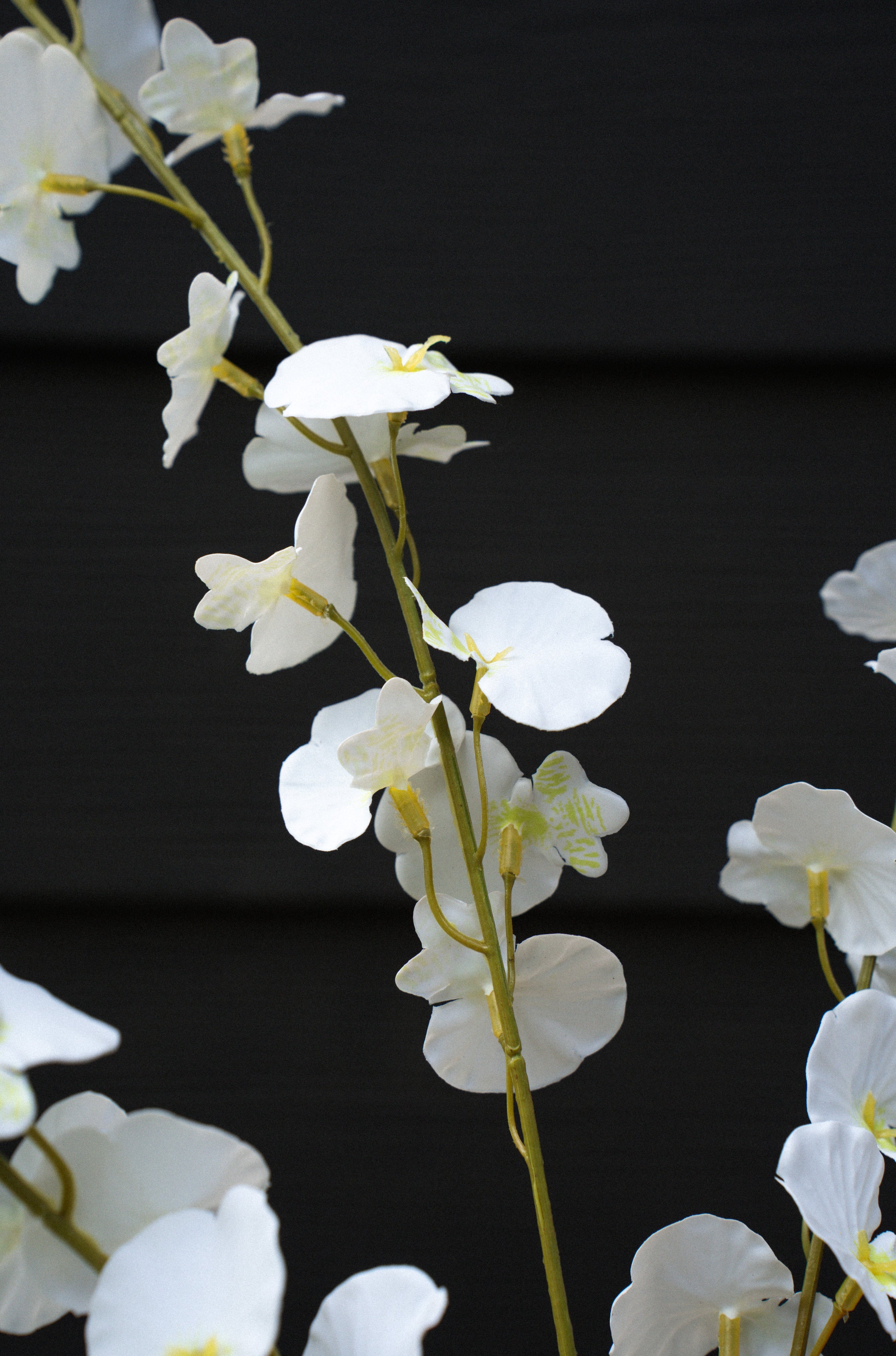 White Orchid Spray